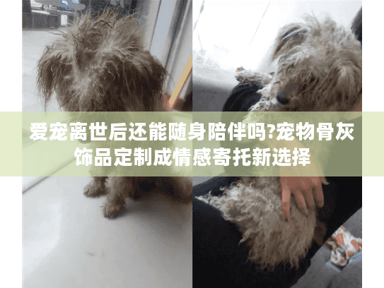 爱宠离世后还能随身陪伴吗?宠物骨灰饰品定制成情感寄托新选择