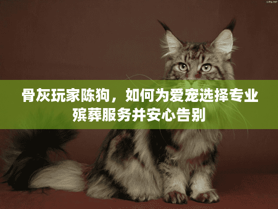 骨灰玩家陈狗，如何为爱宠选择专业殡葬服务并安心告别