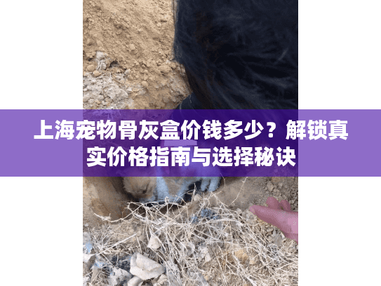 上海宠物骨灰盒价钱多少？解锁真实价格指南与选择秘诀