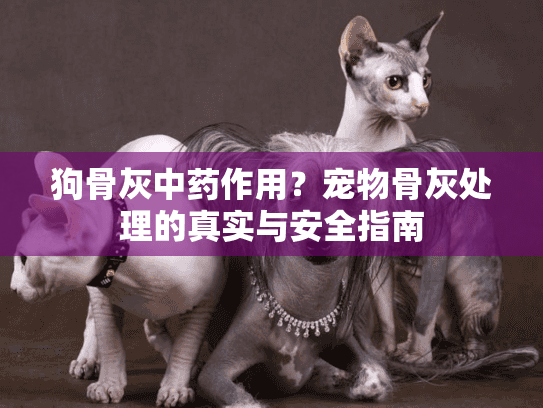 狗骨灰中药作用？宠物骨灰处理的真实与安全指南