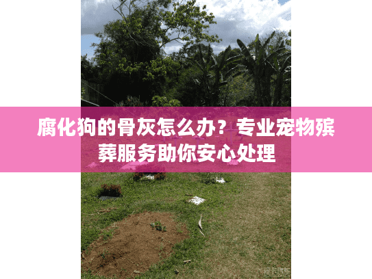 腐化狗的骨灰怎么办？专业宠物殡葬服务助你安心处理