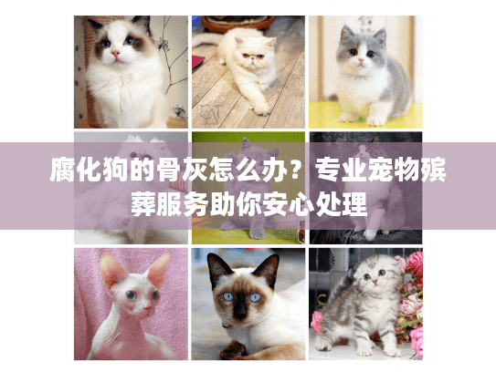 腐化狗的骨灰怎么办？专业宠物殡葬服务助你安心处理