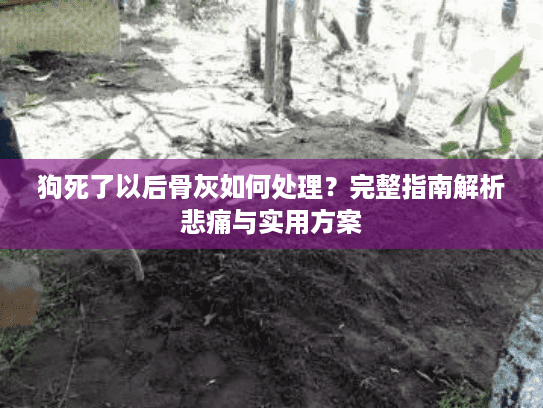 狗死了以后骨灰如何处理？完整指南解析悲痛与实用方案
