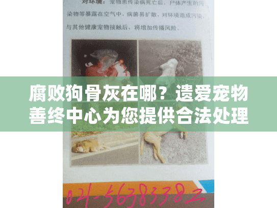 腐败狗骨灰在哪？遗爱宠物善终中心为您提供合法处理方案