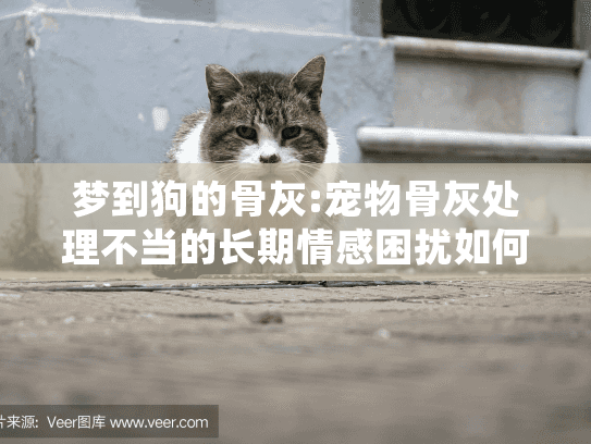 梦到狗的骨灰:宠物骨灰处理不当的长期情感困扰如何化解?