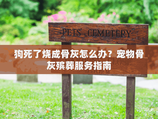 狗死了烧成骨灰怎么办？宠物骨灰殡葬服务指南