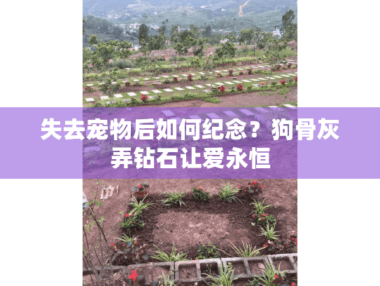 失去宠物后如何纪念？狗骨灰弄钻石让爱永恒
