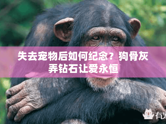 失去宠物后如何纪念？狗骨灰弄钻石让爱永恒