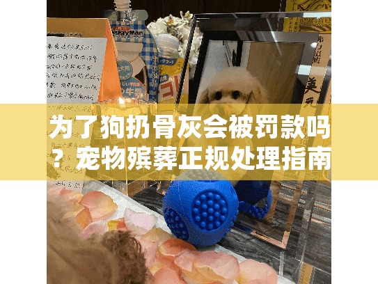 为了狗扔骨灰会被罚款吗？宠物殡葬正规处理指南