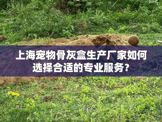 上海宠物骨灰盒生产厂家如何选择合适的专业服务？