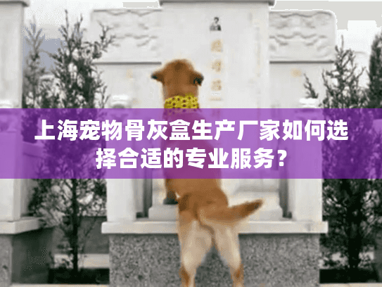 上海宠物骨灰盒生产厂家如何选择合适的专业服务？