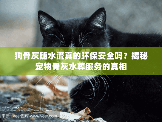 狗骨灰随水流真的环保安全吗？揭秘宠物骨灰水葬服务的真相