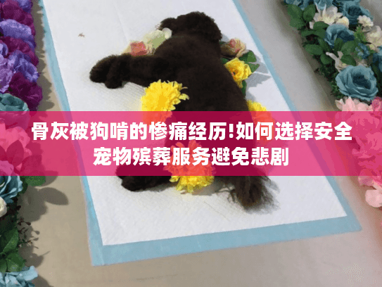 骨灰被狗啃的惨痛经历!如何选择安全宠物殡葬服务避免悲剧