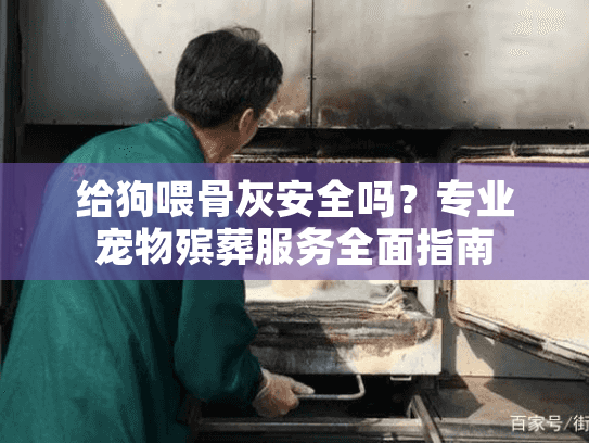 给狗喂骨灰安全吗？专业宠物殡葬服务全面指南