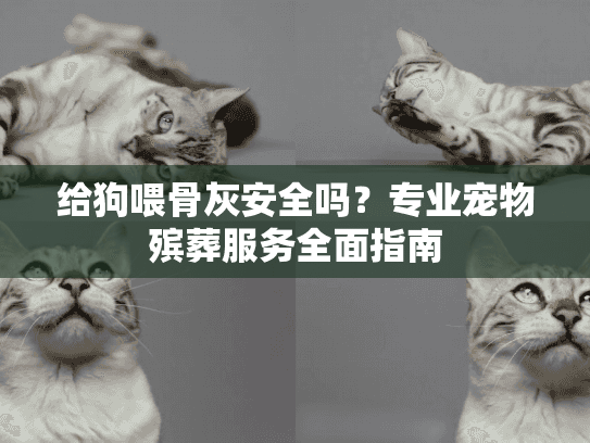 给狗喂骨灰安全吗？专业宠物殡葬服务全面指南