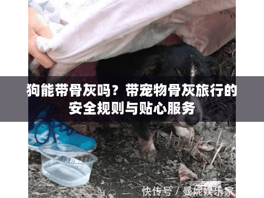 狗能带骨灰吗？带宠物骨灰旅行的安全规则与贴心服务