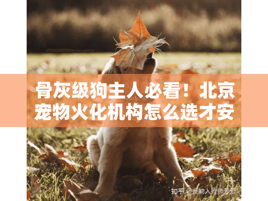 骨灰级狗主人必看！北京宠物火化机构怎么选才安心？