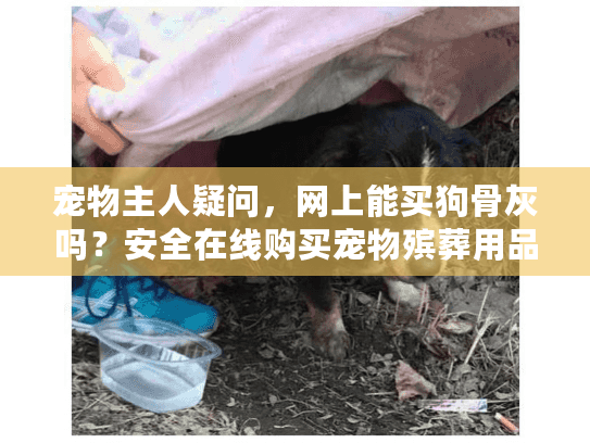 宠物主人疑问，网上能买狗骨灰吗？安全在线购买宠物殡葬用品指南