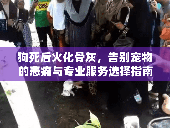 狗死后火化骨灰，告别宠物的悲痛与专业服务选择指南
