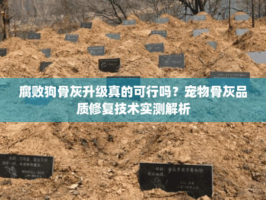 腐败狗骨灰升级真的可行吗？宠物骨灰品质修复技术实测解析