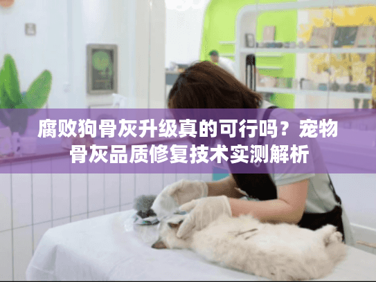 腐败狗骨灰升级真的可行吗？宠物骨灰品质修复技术实测解析