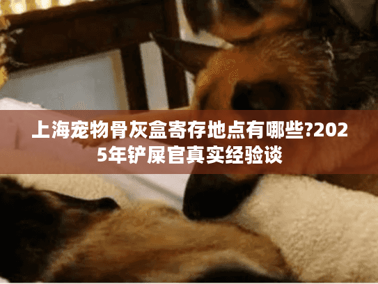 上海宠物骨灰盒寄存地点有哪些?2025年铲屎官真实经验谈