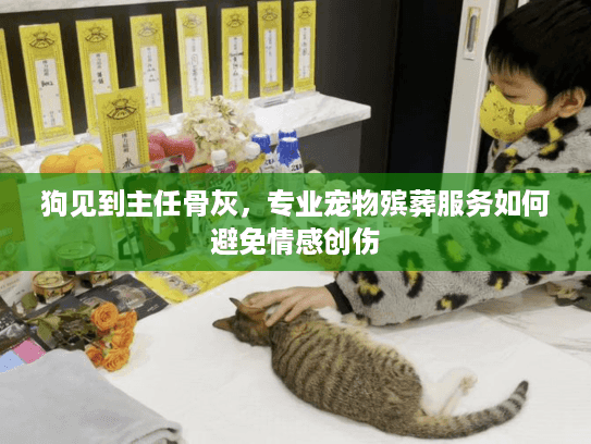 狗见到主任骨灰，专业宠物殡葬服务如何避免情感创伤