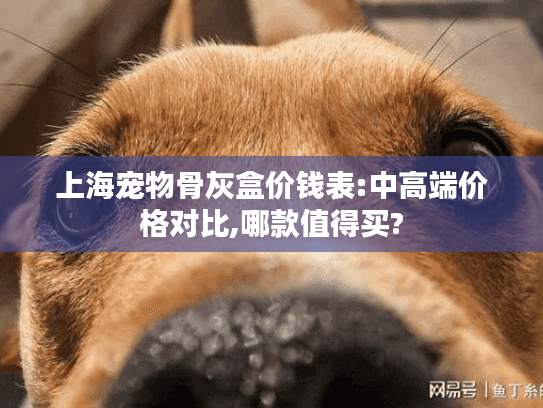 上海宠物骨灰盒价钱表:中高端价格对比,哪款值得买?