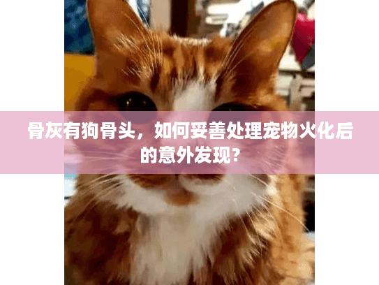 骨灰有狗骨头，如何妥善处理宠物火化后的意外发现？