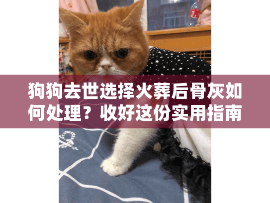 狗狗去世选择火葬后骨灰如何处理？收好这份实用指南