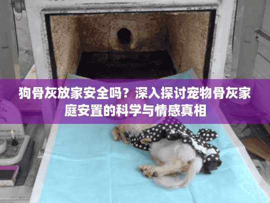 狗骨灰放家安全吗？深入探讨宠物骨灰家庭安置的科学与情感真相