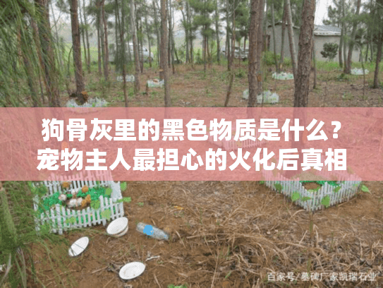 狗骨灰里的黑色物质是什么？宠物主人最担心的火化后真相揭秘