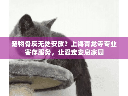 宠物骨灰无处安放？上海青龙寺专业寄存服务，让爱宠安息家园