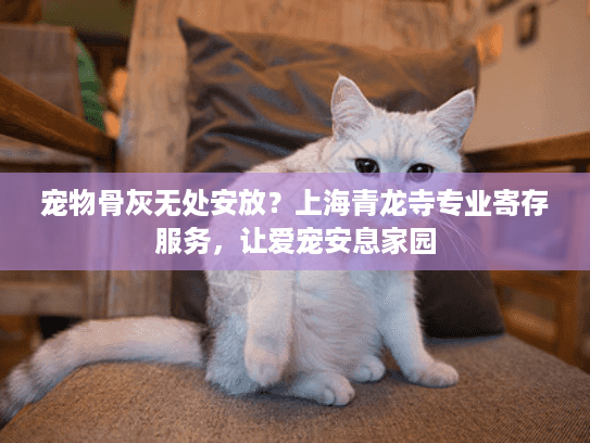 宠物骨灰无处安放？上海青龙寺专业寄存服务，让爱宠安息家园