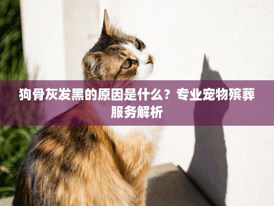 狗骨灰发黑的原因是什么？专业宠物殡葬服务解析