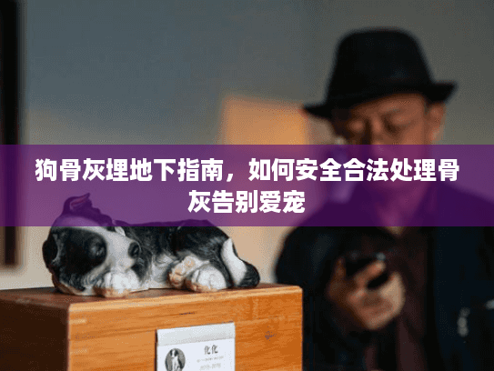 狗骨灰埋地下指南，如何安全合法处理骨灰告别爱宠