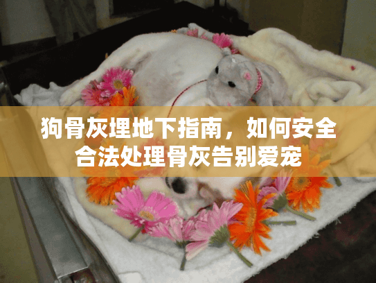 狗骨灰埋地下指南，如何安全合法处理骨灰告别爱宠