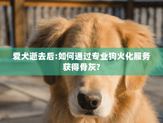 爱犬逝去后:如何通过专业狗火化服务获得骨灰?