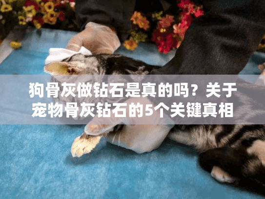 狗骨灰做钻石是真的吗？关于宠物骨灰钻石的5个关键真相