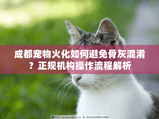 成都宠物火化如何避免骨灰混淆？正规机构操作流程解析