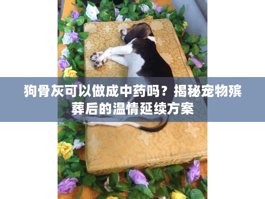 狗骨灰可以做成中药吗？揭秘宠物殡葬后的温情延续方案