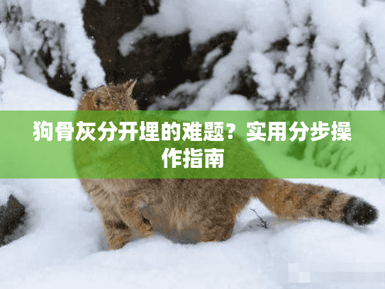 狗骨灰分开埋的难题？实用分步操作指南