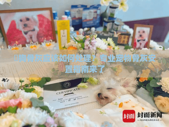 貓狗骨灰应该如何处理？专业宠物骨灰安置指南来了