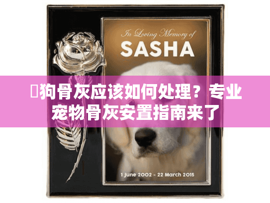 貓狗骨灰应该如何处理？专业宠物骨灰安置指南来了
