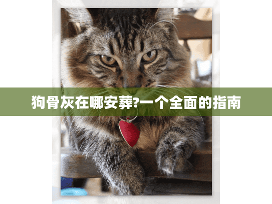 狗骨灰在哪安葬?一个全面的指南