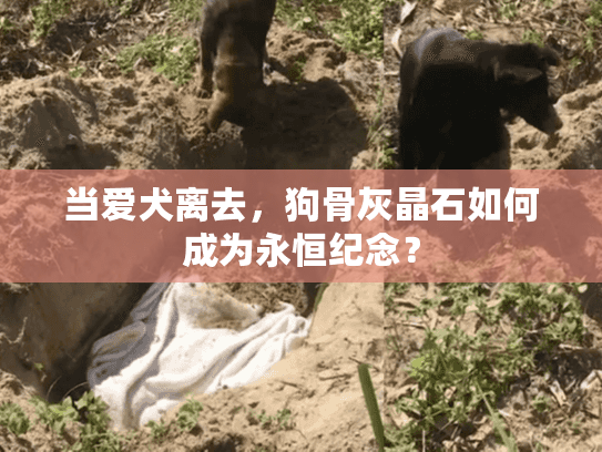 当爱犬离去，狗骨灰晶石如何成为永恒纪念？