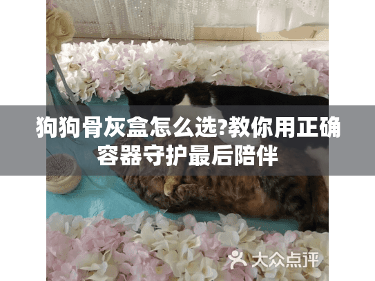 狗狗骨灰盒怎么选?教你用正确容器守护最后陪伴