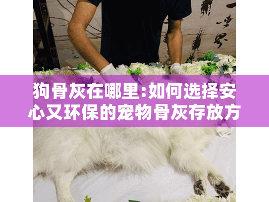 狗骨灰在哪里:如何选择安心又环保的宠物骨灰存放方案?