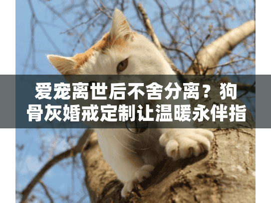 爱宠离世后不舍分离？狗骨灰婚戒定制让温暖永伴指尖