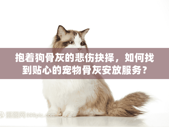 抱着狗骨灰的悲伤抉择，如何找到贴心的宠物骨灰安放服务？